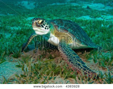 Tortuga