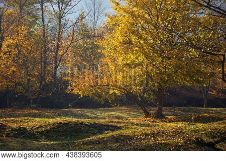 Tree In Golden Fall Foliage On The Meadow. Beautiful Nature Scenenry In Morning Light