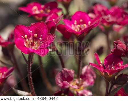 Close Up Macro Of Saxifraga Arendsii, Mossy Saxifrage Beautiful Purple Spring Flowers Blooming In Th