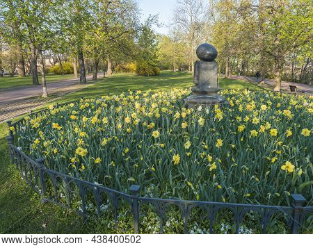 Large Circular Flower Bed Of Yellow Daffodil Flower Narcissus In Prague Letna, Spring In The Park Ga