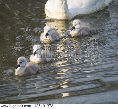 Four Cute Fluffy Little Chick Of Mute Swan, Cygnus Olor Swimming On Brown Green Water Suface In Sunl