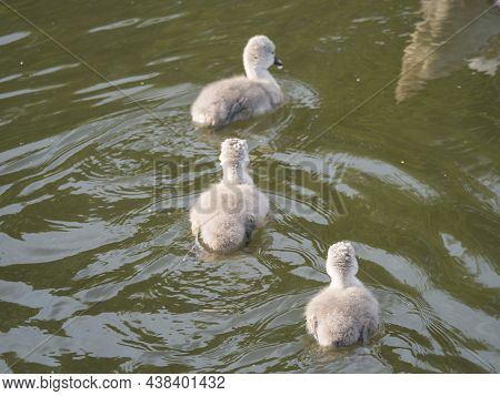 Three Fluffy Little Chick Of Mute Swan, Cygnus Olor Swimming On Brown Green Water Suface In Sunlight