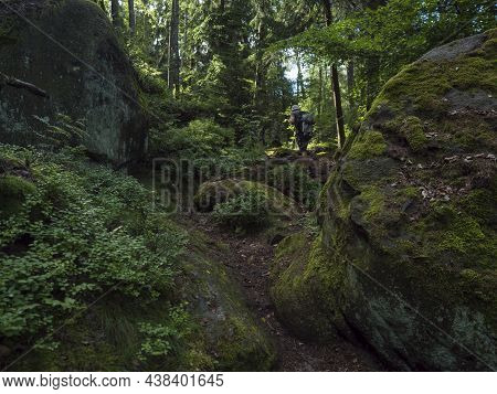 Man Walking In Dense Forest With Mossy Sandstone Rocks And Boulders At Hiking Trail At Zittauer Gebi