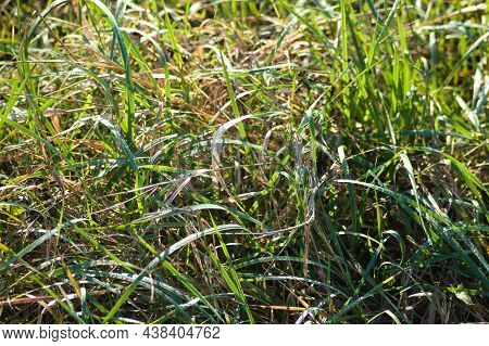 Broadleaf Cattail Leaves Close-up View With Selective Focus On Foreground