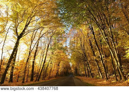 Autumn forest path Nature landscape Nature landscape alley landscape Nature background fall Nature landscape autumnal Nature trees Nature landscape Nature landscape orange Nature background Nature background road Nature landscape yellow Nature background.