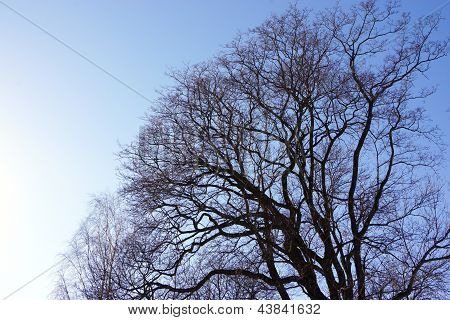 Árbol contra el cielo