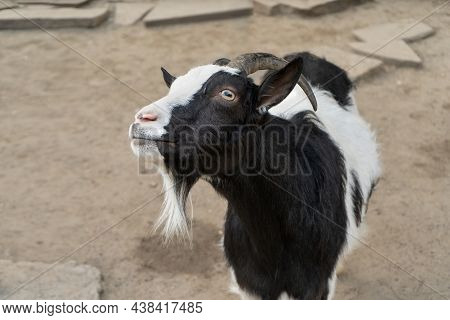 Black And White Goat Chewing Food Gotten From Visiter In Zoo Park, Closeup Of Muzzle.