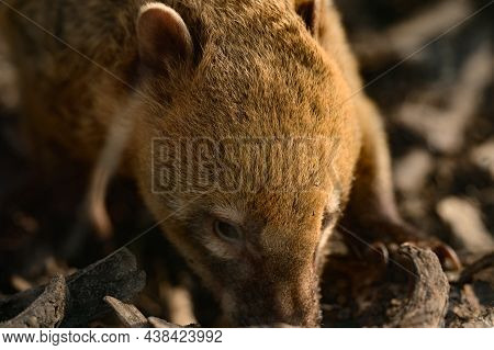 Nasua Is A Genus Of Carnivorous Mammals In The Raccoon Family Procyonidae.