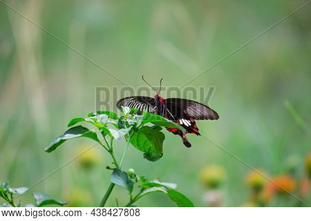 Papilio Polytes Also Known As The Common Mormon Resting On The Flower Plants On A Beautiful Green Ba