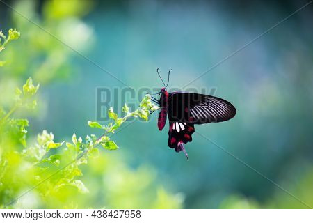 Papilio Polytes Also Known As The Common Mormon Resting On The Flower Plants On A Beautiful Green Ba