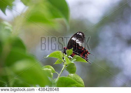 Papilio Polytes Also Known As The Common Mormon Resting On The Flower Plants On A Beautiful Green Ba