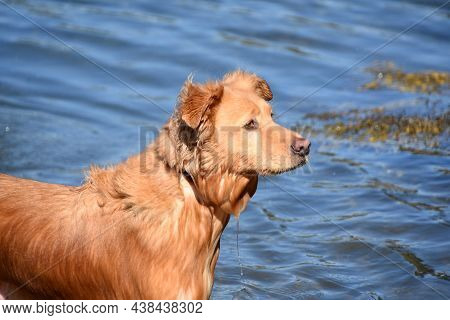 Toller Dog Dripping Wet In The Ocean Waters.