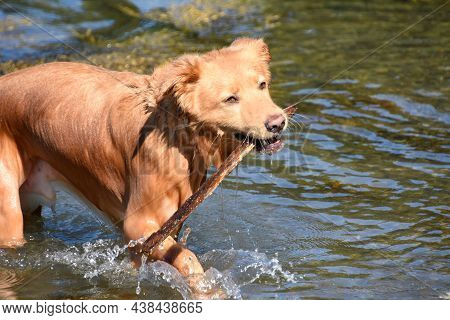 Beautiful Wet Duck Tolling Retriever Dog Fetching A Stick.