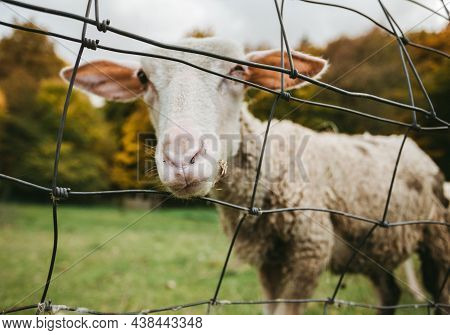 Close Up Portrait Of Beautiful And Cute White Sheep Standing On The Green Meadow Near The Forest (fr