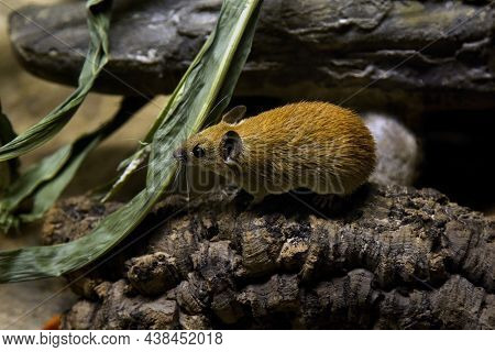 Golden Spiny Mouse (acomys Russatus) In Zoo.