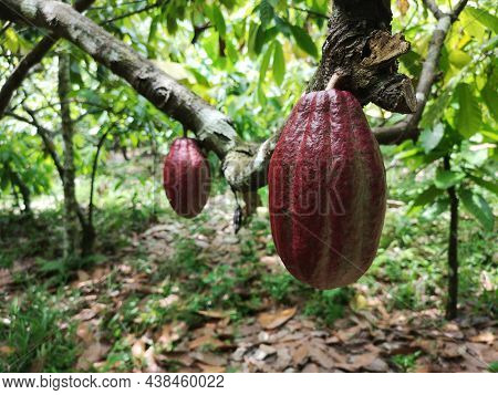 Cocoa Fruit On Tropical Cocoa Plantation In Southern Bahia Brazil.