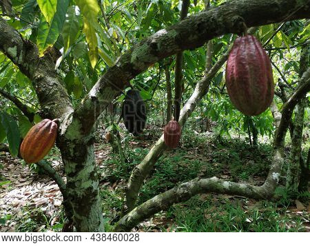 Cocoa Fruit On Tropical Cocoa Plantation In Southern Bahia Brazil.