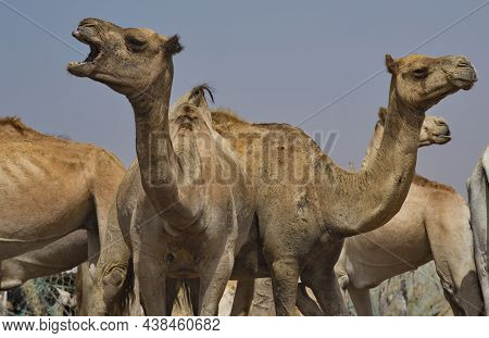 West Africa. Mauritania. One-humped Camels At The Metropolitan Camel Market, Where A Huge Number Of 