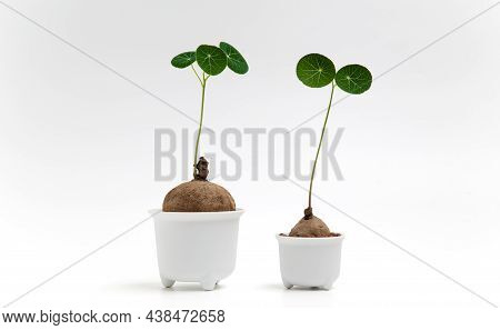 Two Stephania Erecta In White Plant Pot, Stephania Erecta Craib, Green Spherical Leaf Tree, Ornament