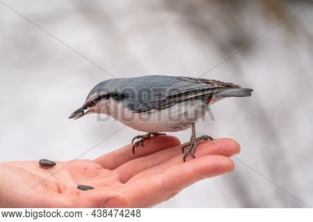 The Eurasian Nuthatch Eats Seeds From A Palm. Hungry Bird Wood Nuthatch Eating Seeds From A Hand Dur