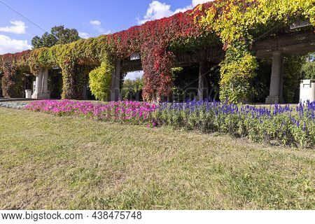 Pergola In Wroclaw On An Autumn Sunny Day, Colorful Leaves Of Virginia Creeper On A Background Of Bl