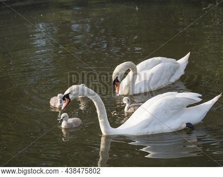 Couple Of White Mute Swans, Cygnus Olor With Four Small Cute Chicks Swimming On Brown Green Water Su