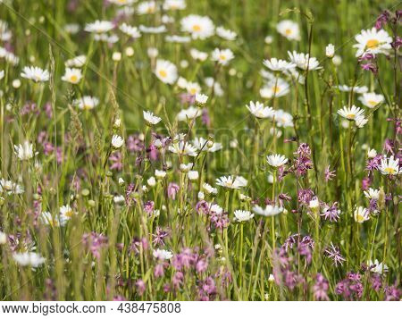 Nature Scene With Blooming Flower Meadow With White Leucanthemum, Shasta Daisy And Pink Lychnis Visc