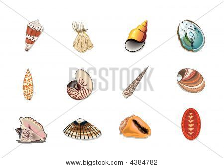Cockleshells