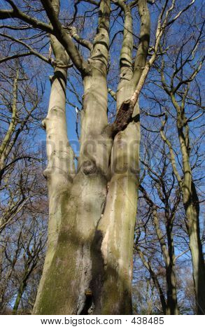 Tree Trunk