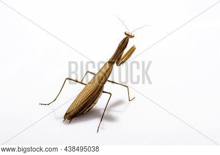 Wandering Violin Mantis, Gongylus Gongylodes, In Front Of White Background