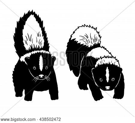 Vector Monochrome Skunk Sketch. Cute Skunk Flat Illustration Isolated On White Background