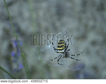 Close Up Female Of Argiope Bruennichi, Wasp Spider On Her Web On Levander Flower. Yellow Black Strip