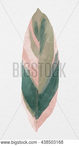 Plant leaf Stromanthe Triostar in gray background