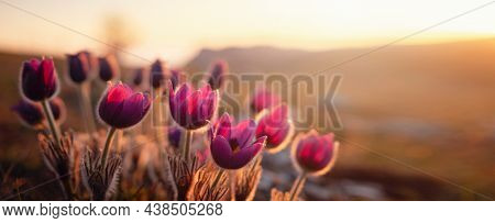 Purple Wild Crocus Flavus Flower Or Pulsatilla Or Pasque Flower Growing At Sunset Outdoors. Early Si