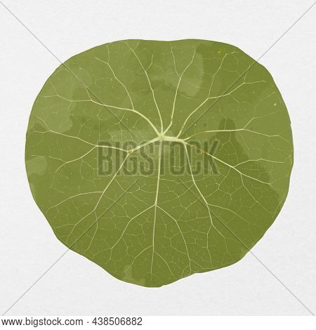 Plant leaf Stephania suberosa in gray background