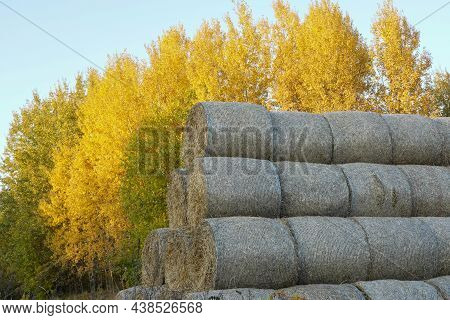 Photo Of Haystacks And Yellow Trees On A Field.
