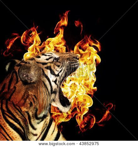 Portræt af en smuk tiger med flammer over sort baggrund