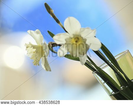 A White Narcissus On A Blurry Blue Background. High Quality Photo