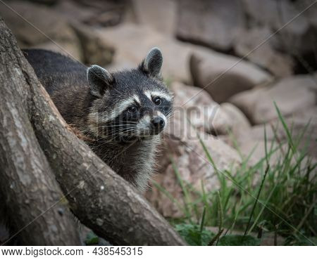 A Racoon Closeup In A Zoo In Saarburg, Copy Space