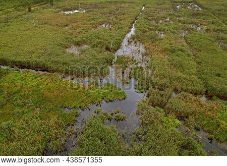 Swamp With Trees In The Forest. The Concept Of Ecology And Environmental Protection. Scene Riverine