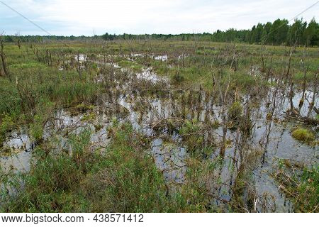 Swamp With Trees In The Forest. The Concept Of Ecology And Environmental Protection. Scene Riverine