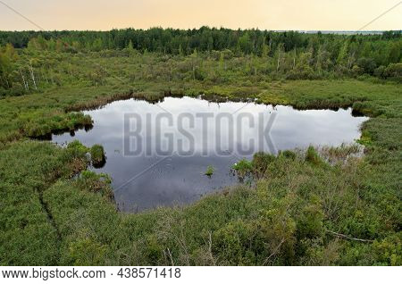 Swamp With Trees In The Forest. The Concept Of Ecology And Environmental Protection. Scene Riverine