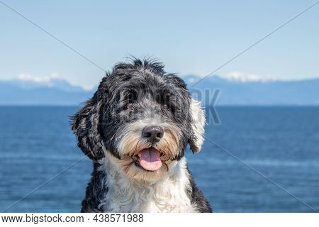 Portrait Of A Portuguese Water Dog On The Pacific Northwest Coast