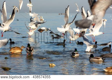 Seagulls Ducks Sea Beach. A Flutter Of Wings, A Large Group Of Birds Flew To Winter In Warm Seas. Th