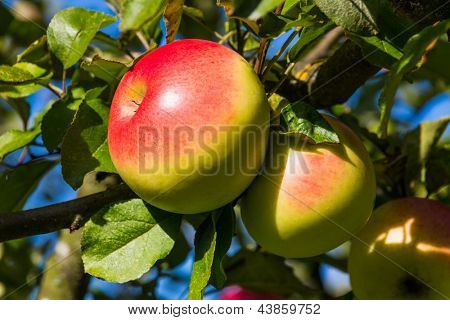 แอปเปิ้ลในฤดูใบไม้ร่วงบนต้นแอปเปิ้ล วิตามินสดในฤดูที่มีสีสัน
