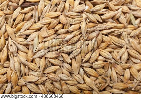 Pearl Grain. Raw Pearl Grains . Background Of Pearl Grain