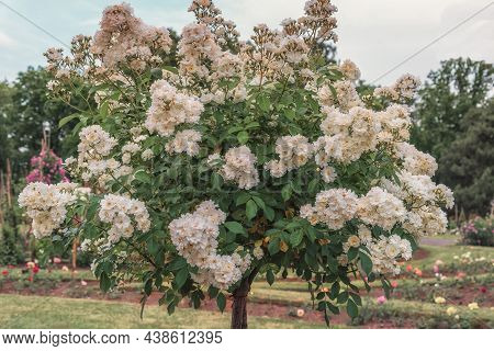 Rose Gallica Var. Conditorum Dieck Conditorum. Selected Sorts Of Exquisite Roses For Parks, Gardens,