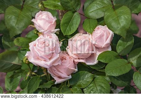 Rose Gallica Var. Conditorum Dieck Conditorum. Selected Sorts Of Exquisite Roses For Parks, Gardens,