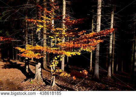 Autumn Coloring Beech Forest. Young Tree In The Undergrowth Of Spruces. The Sunbeam Penetrated The F
