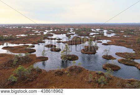 Swamp Yelnya In Autumn Landscape. Wild Mire Of Belarus. East European Swamps And Peat Bogs. Ecologic